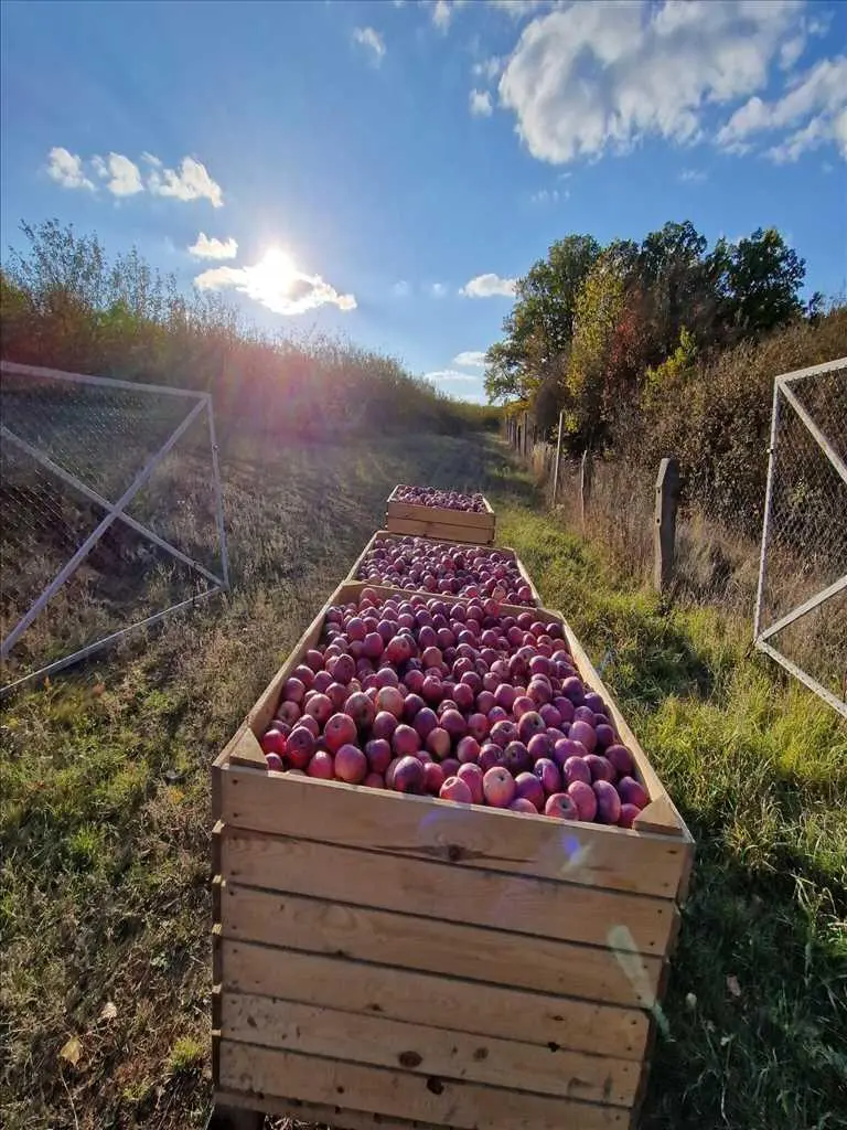 Яблучний сад по ціні квартири! 