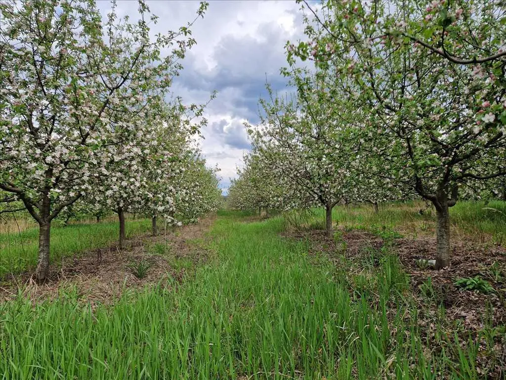 Яблучний сад по ціні квартири! 