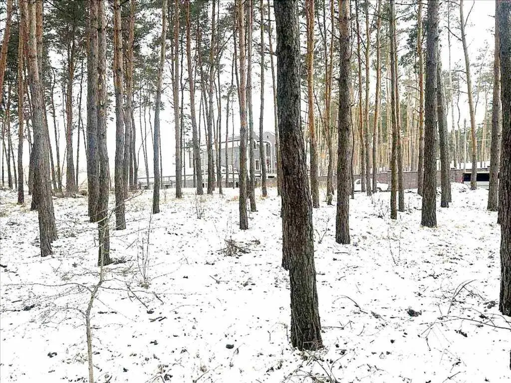 Елітна ділянка в сосновому лісі!