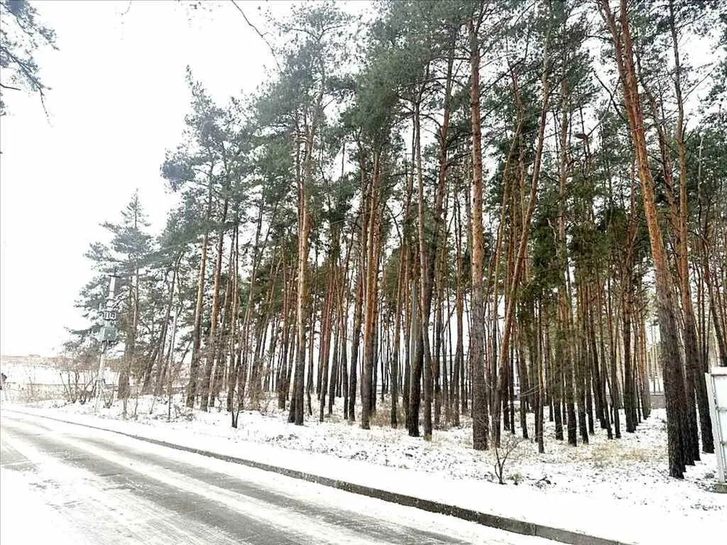 Елітна ділянка в сосновому лісі!