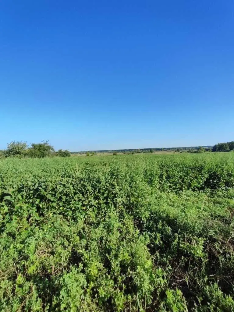 Будинок у с. Соломахівка 