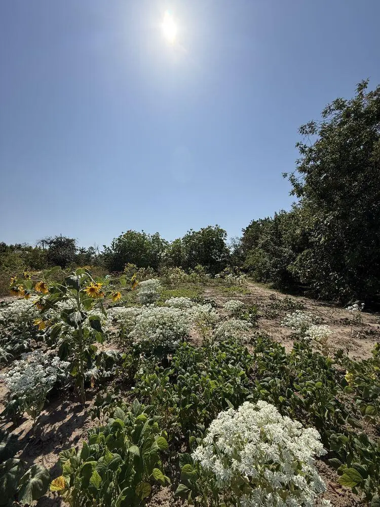 Велика ділянка з будинком в 4 км від міста!