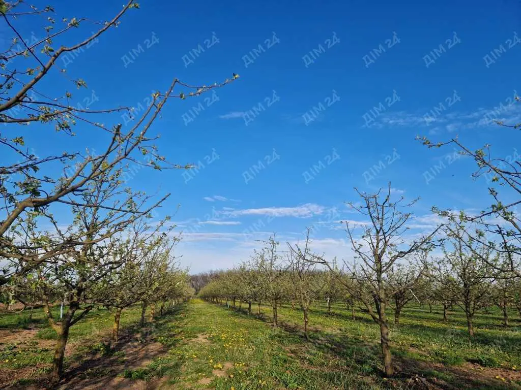 Яблуневий сад площею в 200 соток.