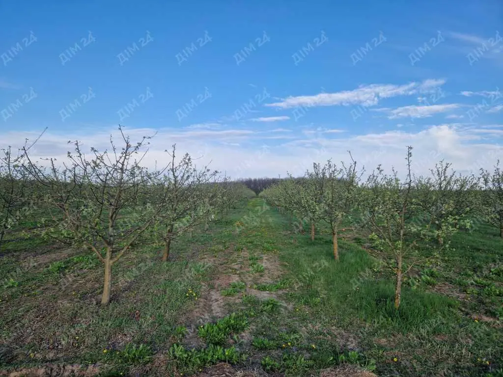 Яблуневий сад площею в 200 соток.