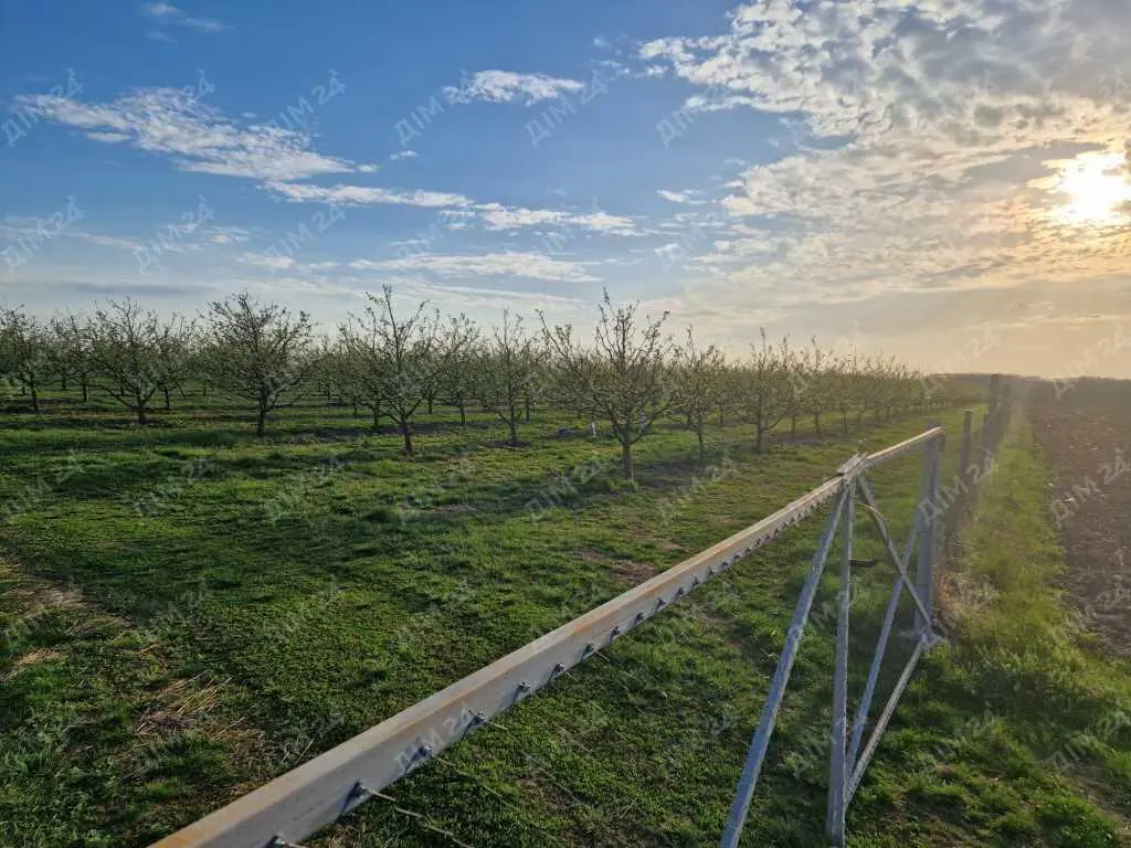 Яблуневий сад площею в 200 соток.