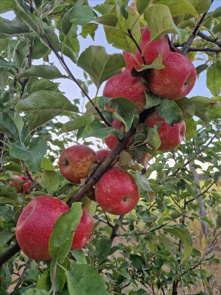 Яблуневий сад площею в 200 соток.