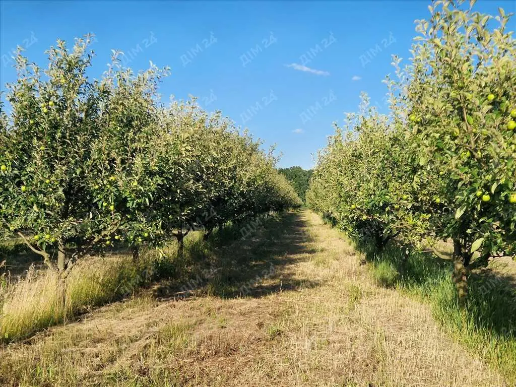 Яблуневий сад площею в 200 соток.