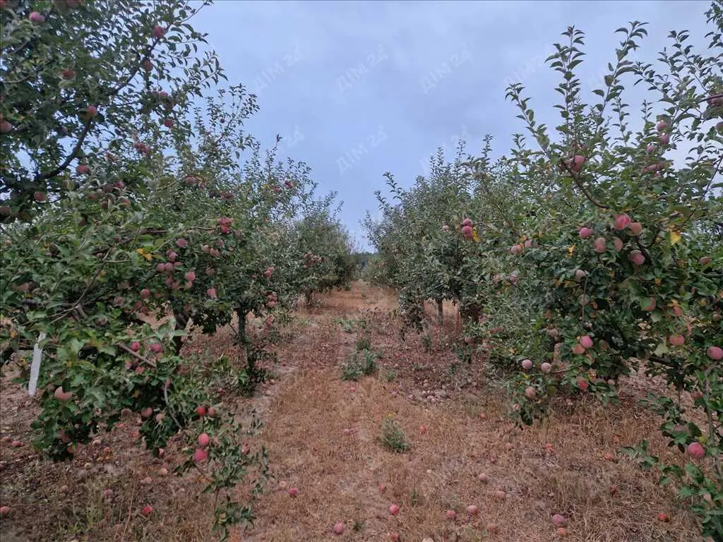 Яблуневий сад площею в 200 соток.