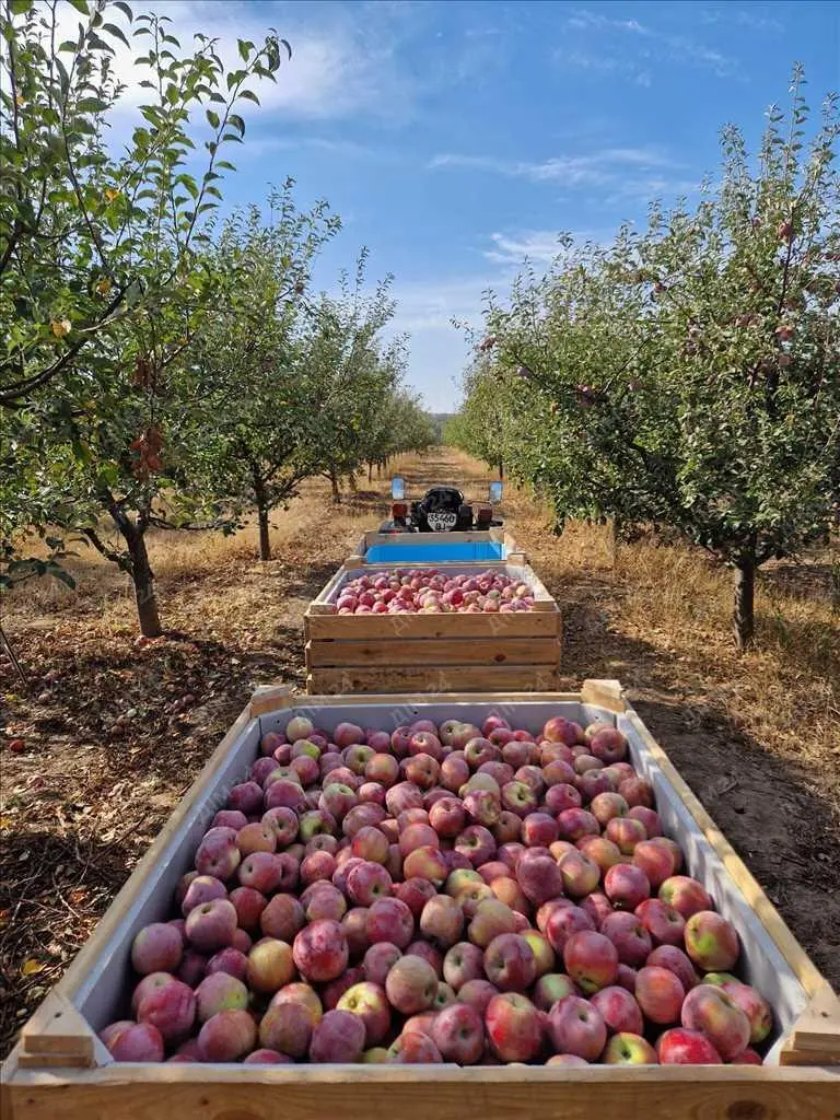 Яблуневий сад площею в 200 соток.