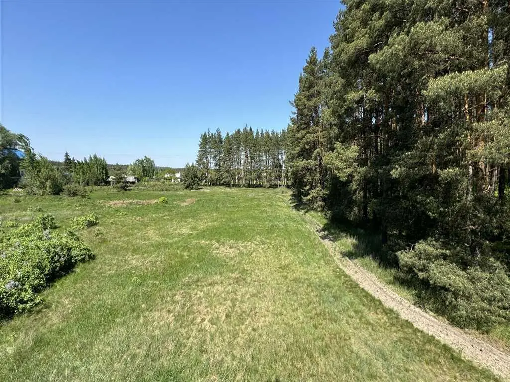 Ділянка з виходом в сосновий ліс.