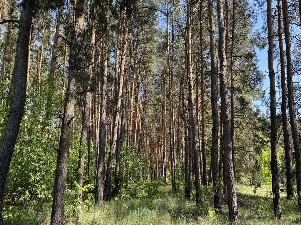 Ділянка з виходом в сосновий ліс.