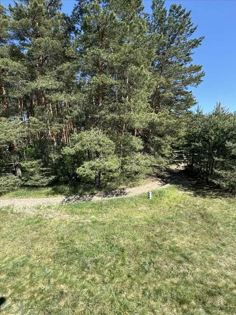 Ділянка з виходом в сосновий ліс.