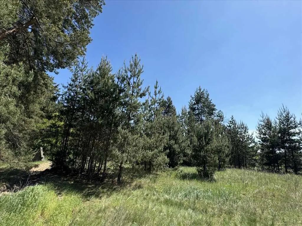 Ділянка з виходом в сосновий ліс.