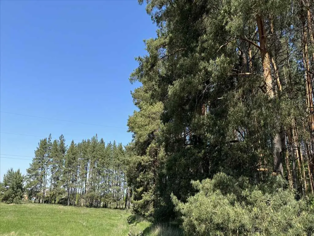 Ділянка з виходом в сосновий ліс.