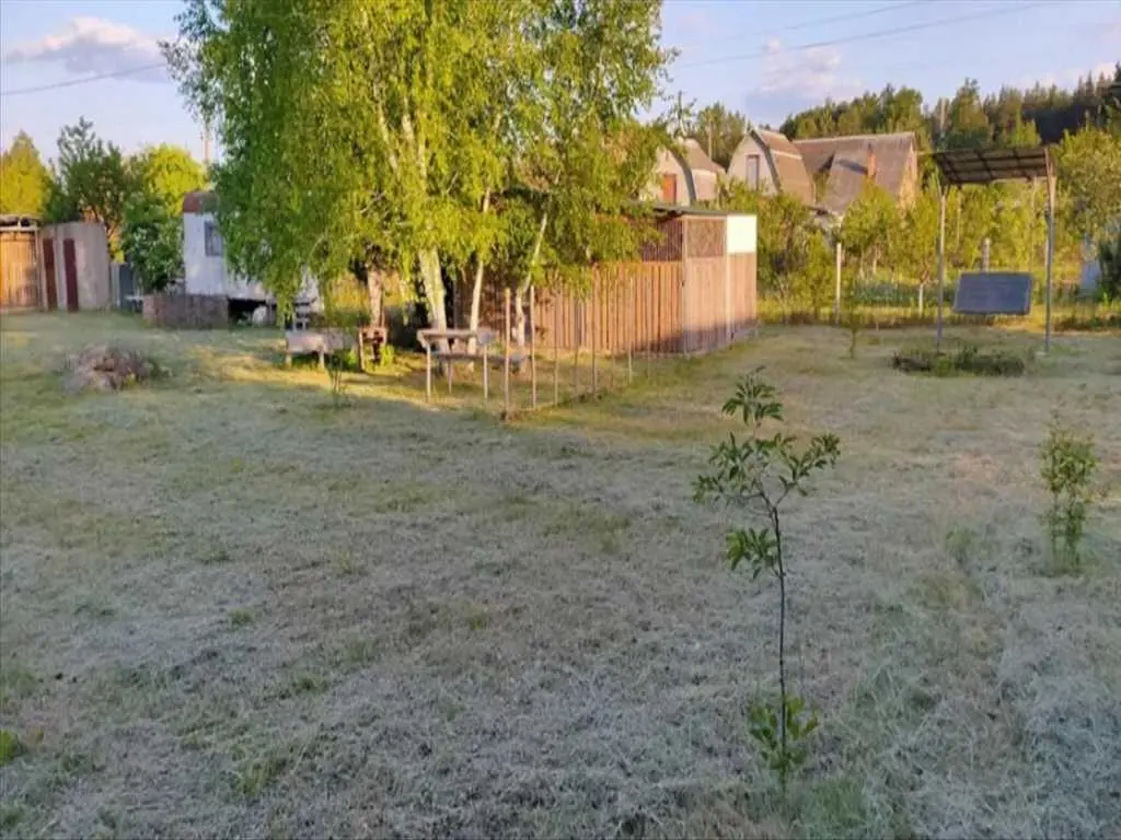 Ділянка в сосновому лісі