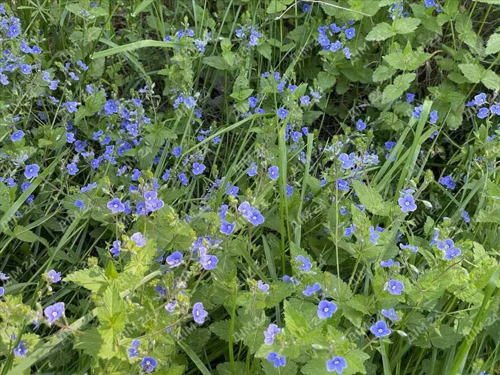 Дачна ділянка в Петрівці.