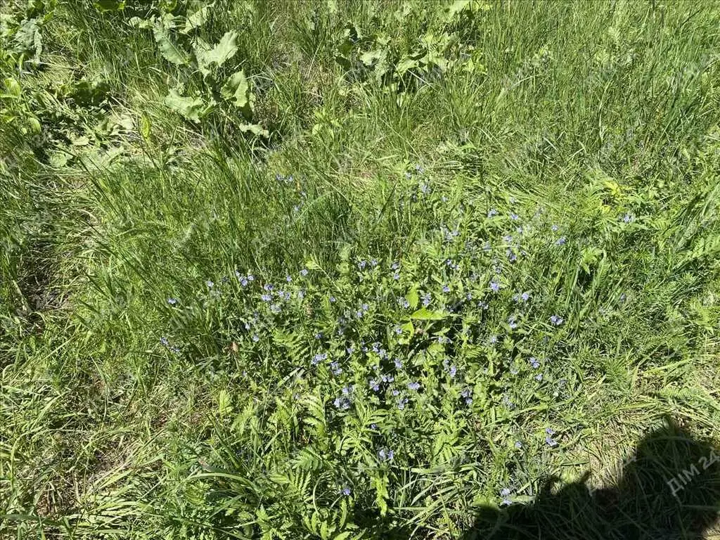 Дачна ділянка в Петрівці.