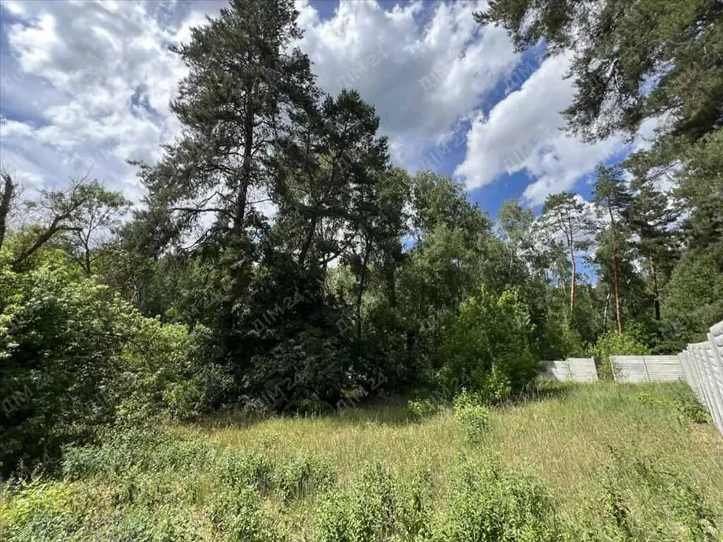 Велика ділянка в сосновому лісі!