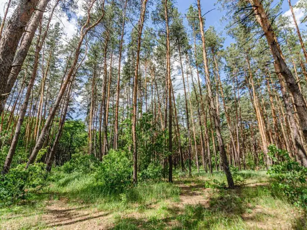 Чудовий будинок поруч з лісом поруч з Полтавою.