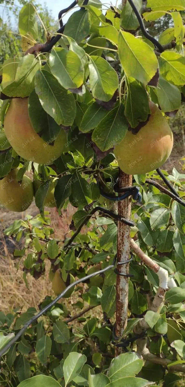 Два дачних будинки на Вороніна!