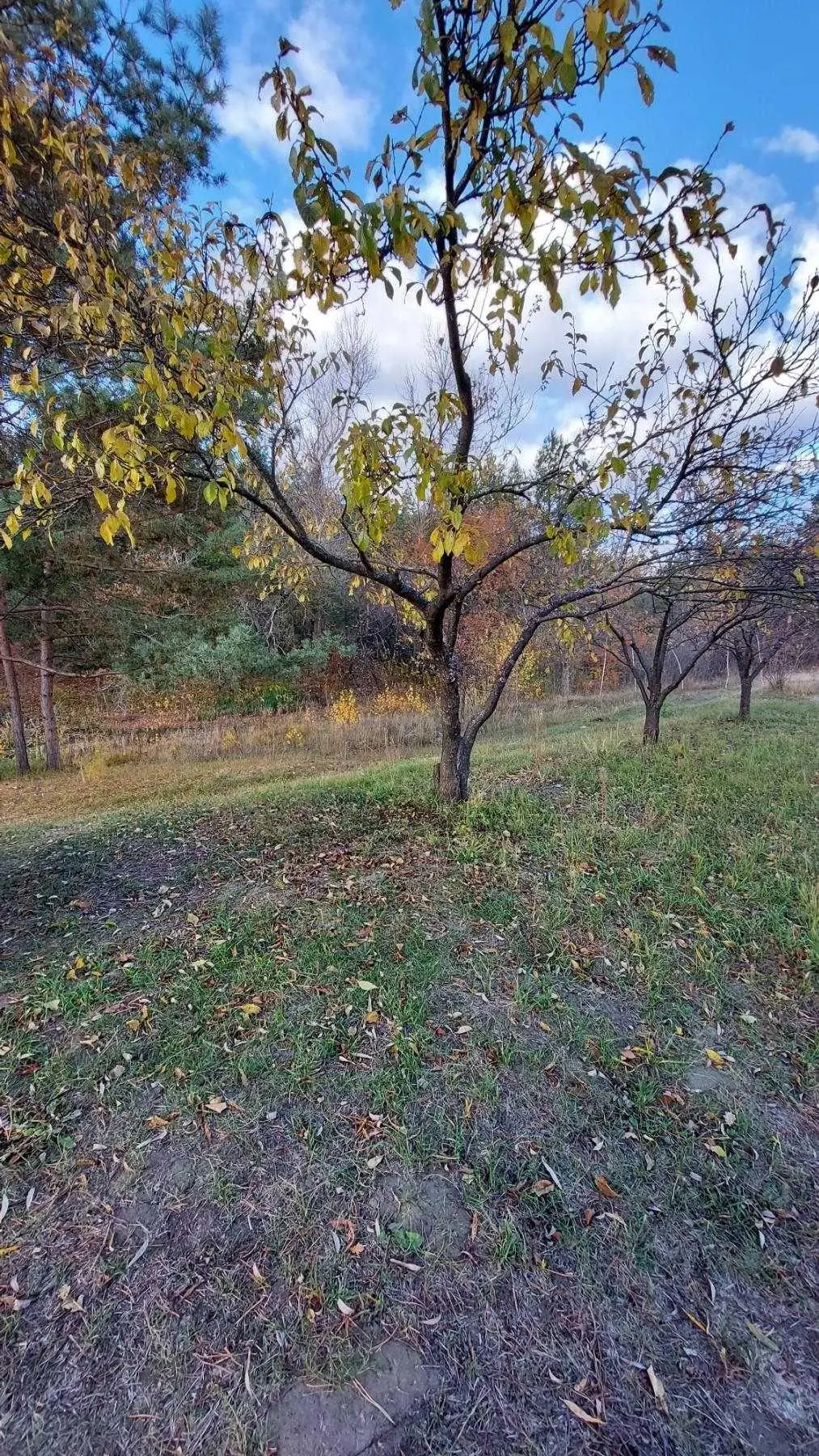 Дача поруч з річкою 