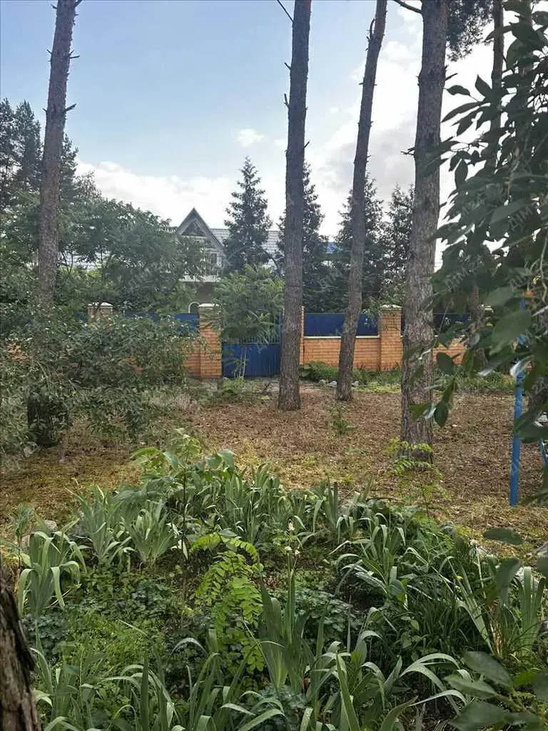 Сосни на ділянці, річка та пляж за воротами. Пошук закінчено!