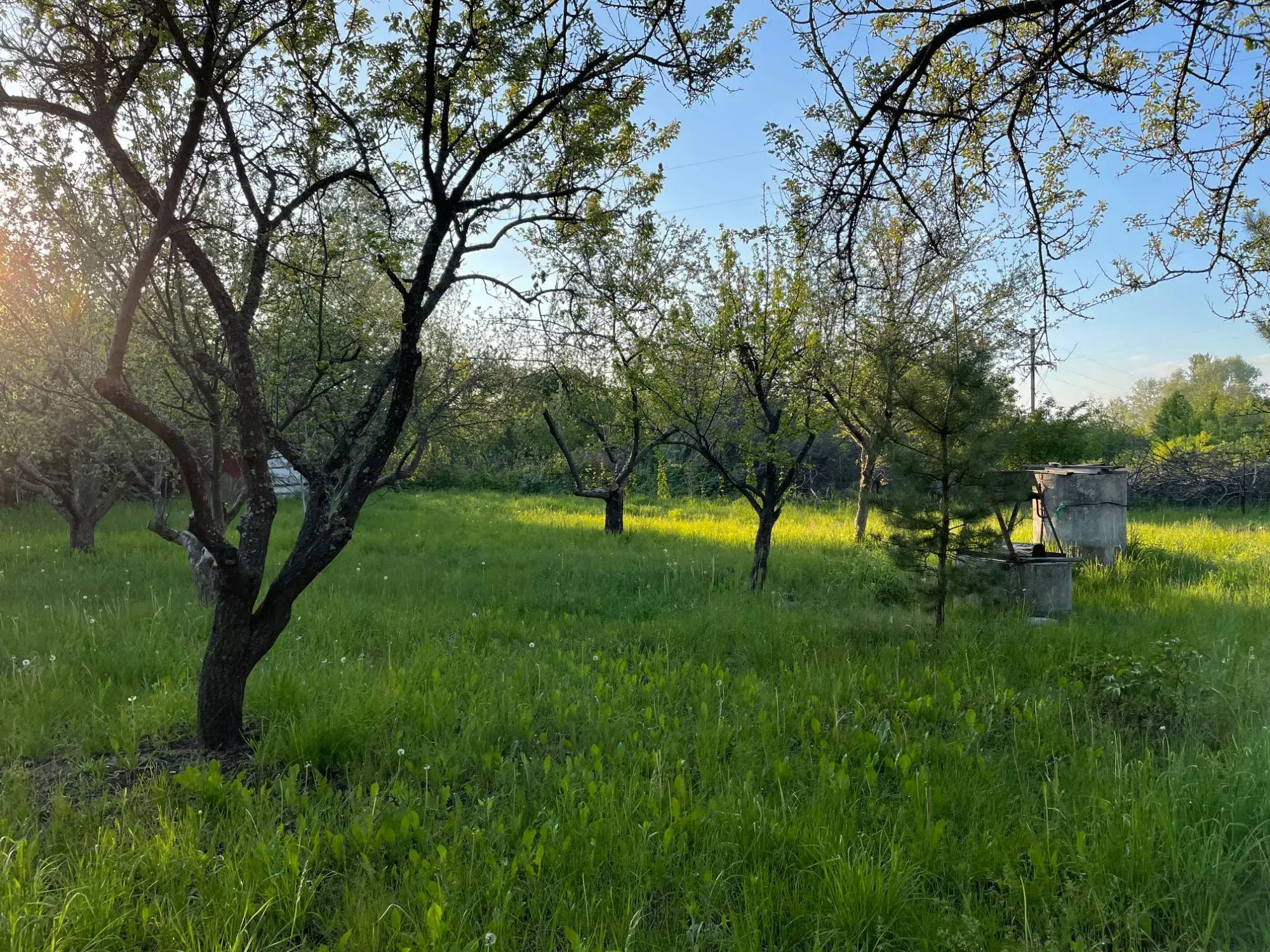 Велика дачна ділянка біля лісу с. Петрівка