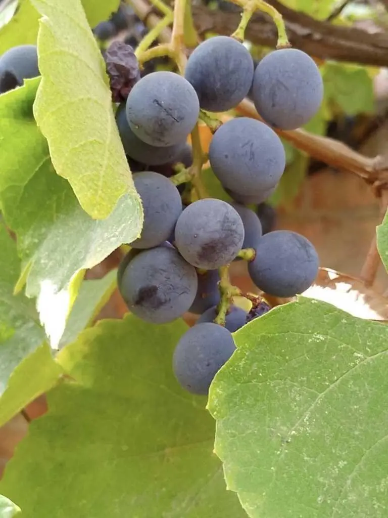 Окремий будинок на Подолі