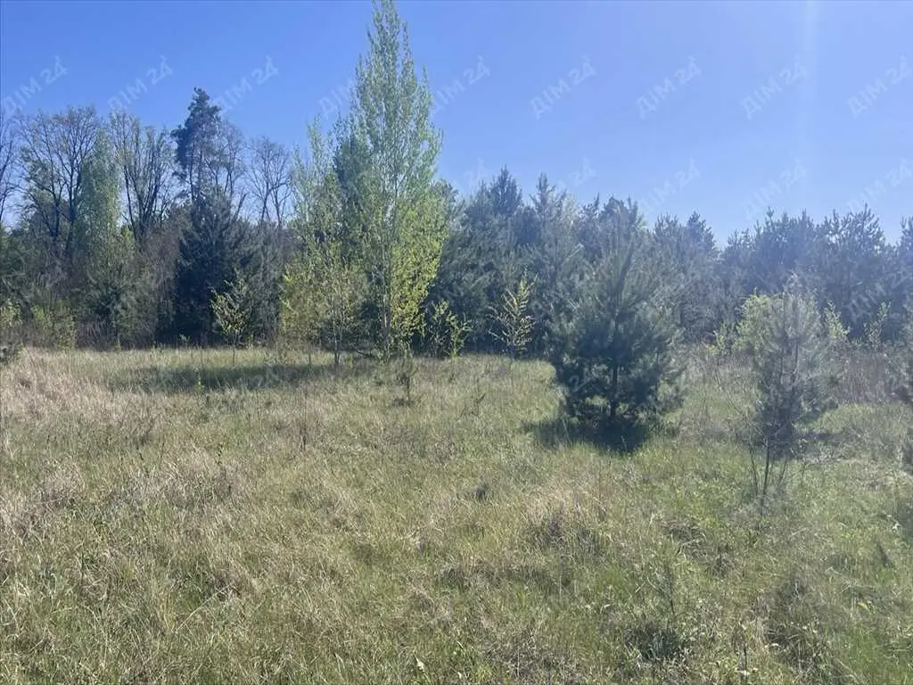 Ділянка в сосновому лісі!