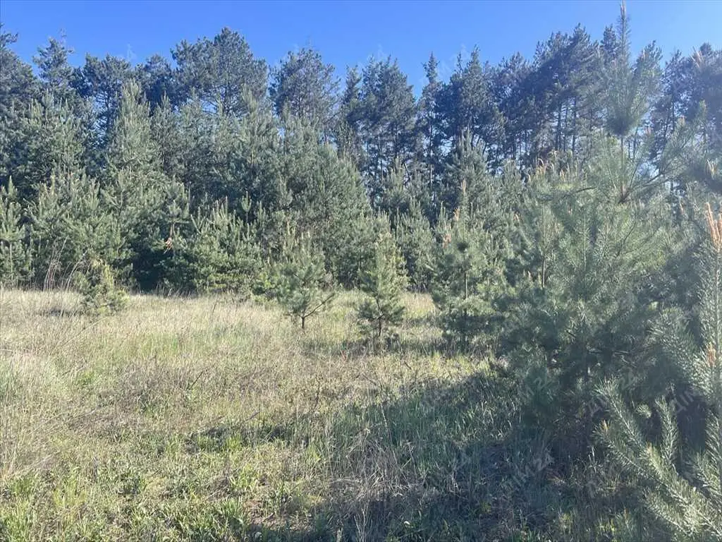 Ділянка в сосновому лісі!