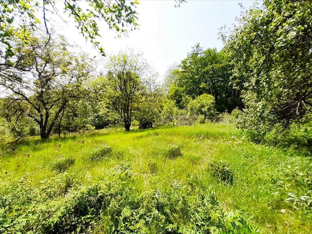 Природний шарм передмістя.