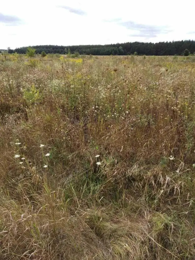 Продається земельна ділянка с. Верхоли
