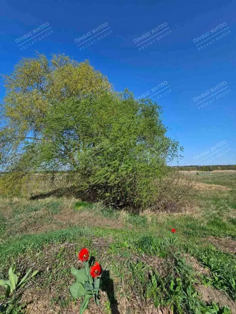 Продається земельна ділянка в Ліску