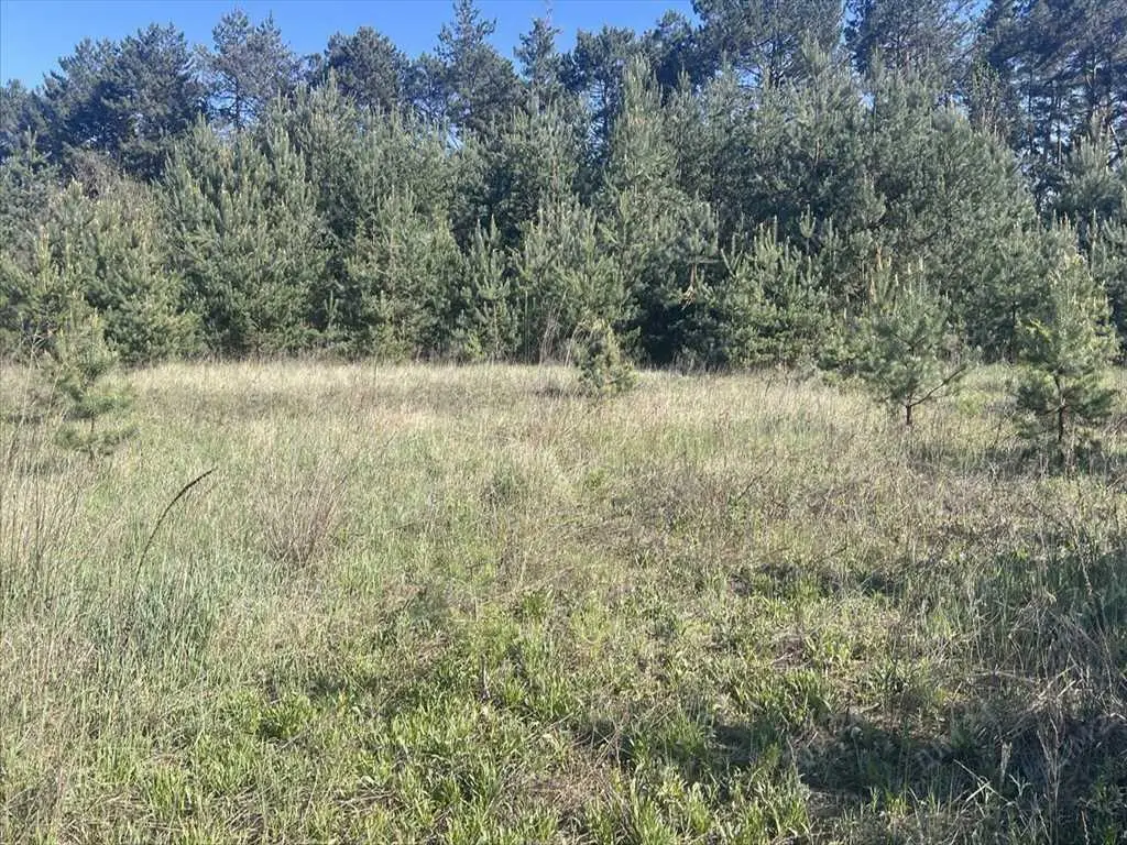 Велика ділянка в сосновому лісі!