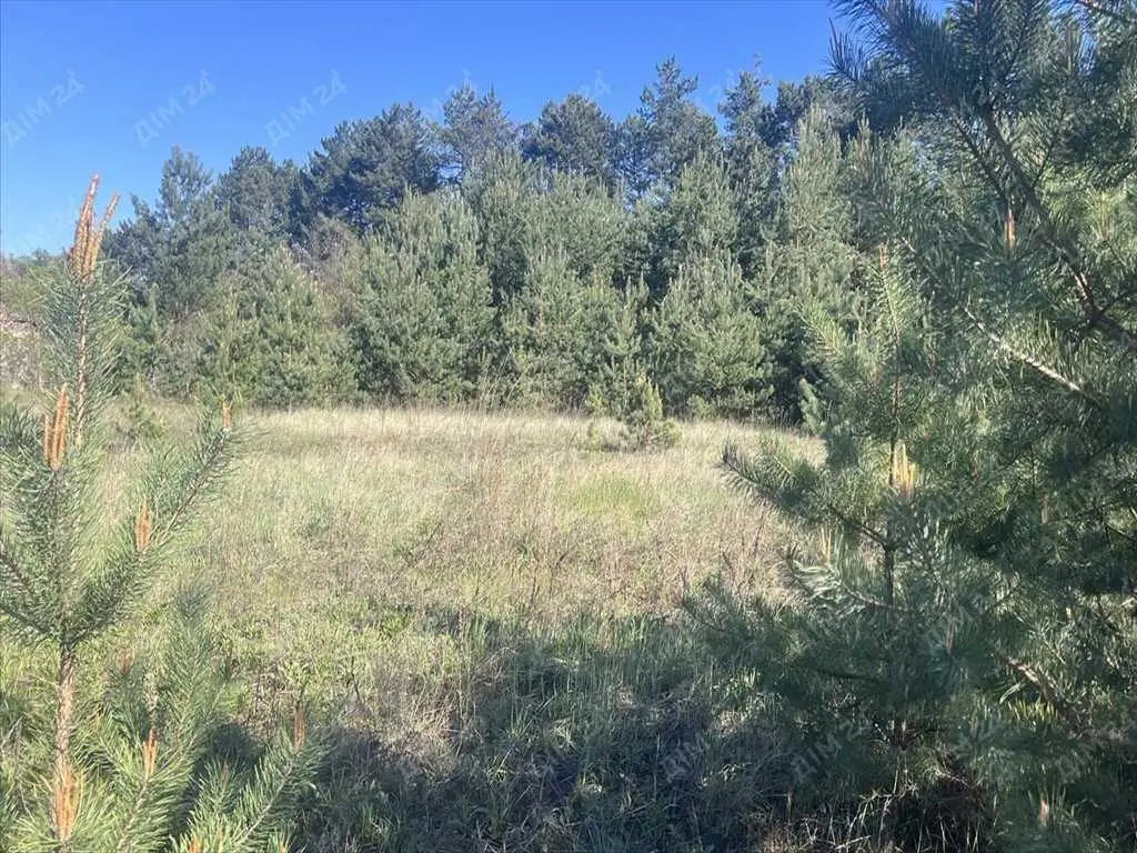 Велика ділянка в сосновому лісі!