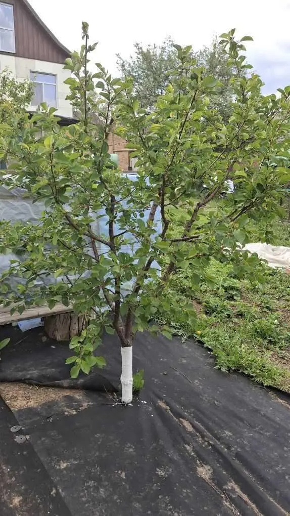 Будинок в Яру