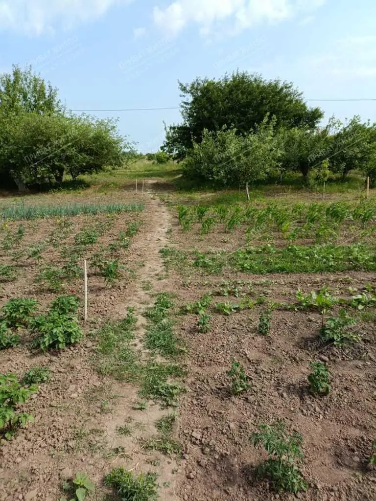 Продається земельна ділянка в с. Супрунівка, 15 соток.
