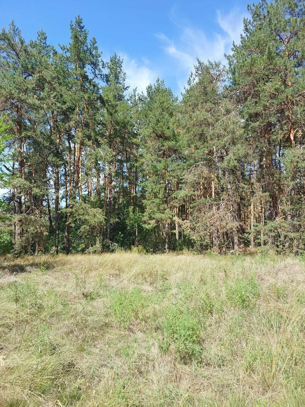 Микільське. Ідеальне місце для вашого будинку.