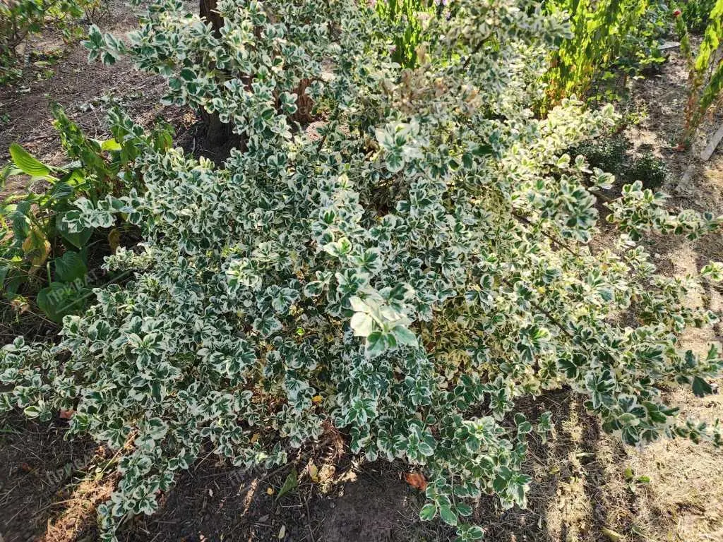 Продається дача на Вороніна