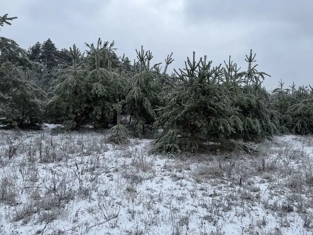 Продаж ділянки  -Терентіївка