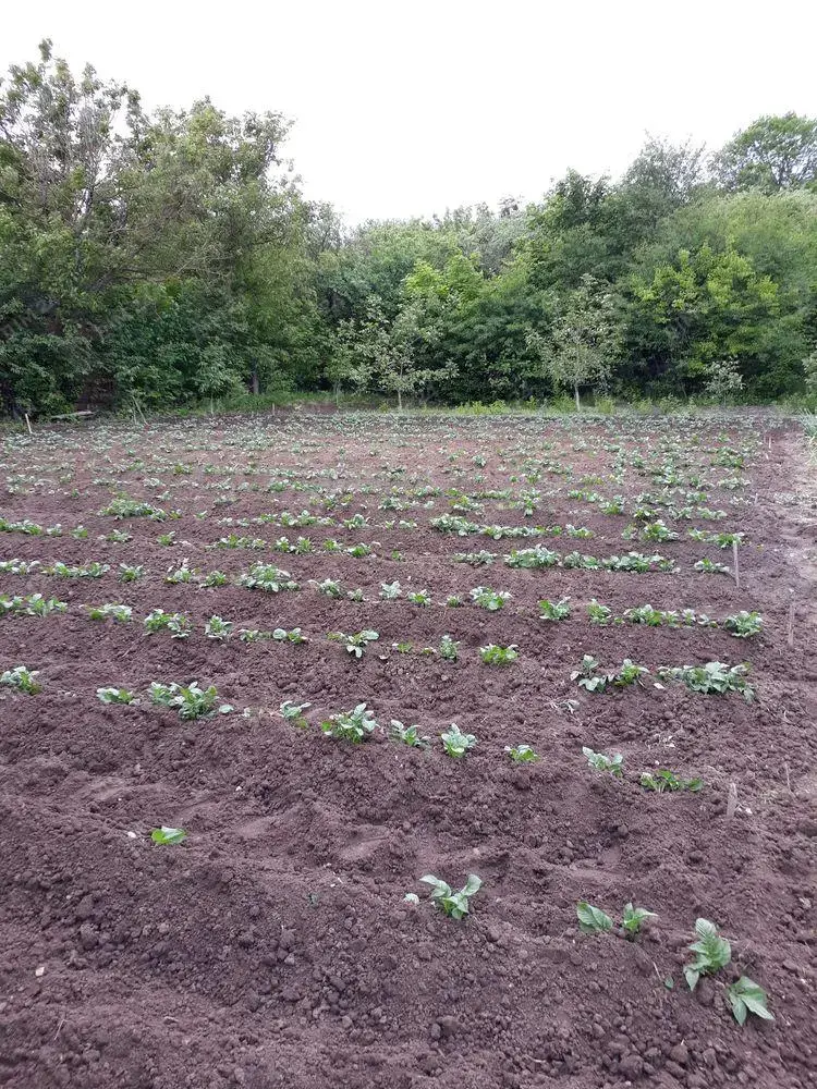 Земельна ділянка в Патлаївці