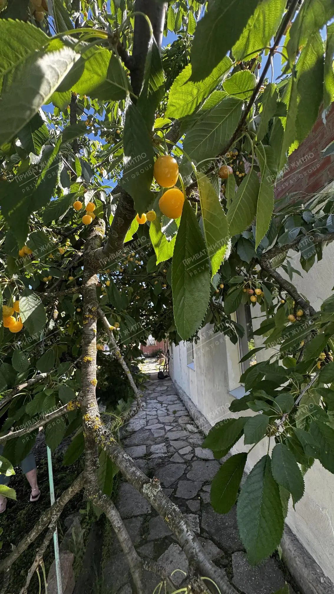 Затишна частина будинку в Терешках (передмістя Полтави)