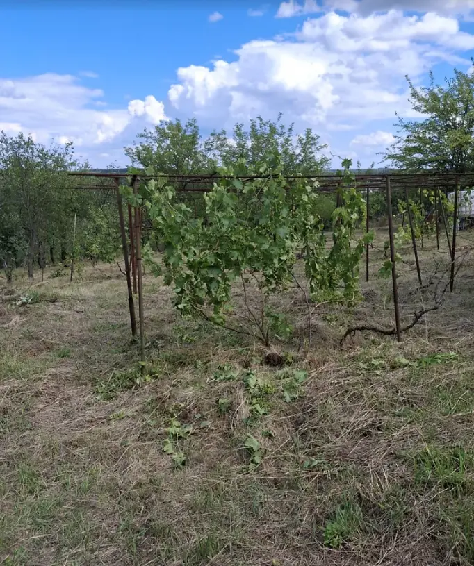 Продається ділянка у мальовничому місці під садівництво