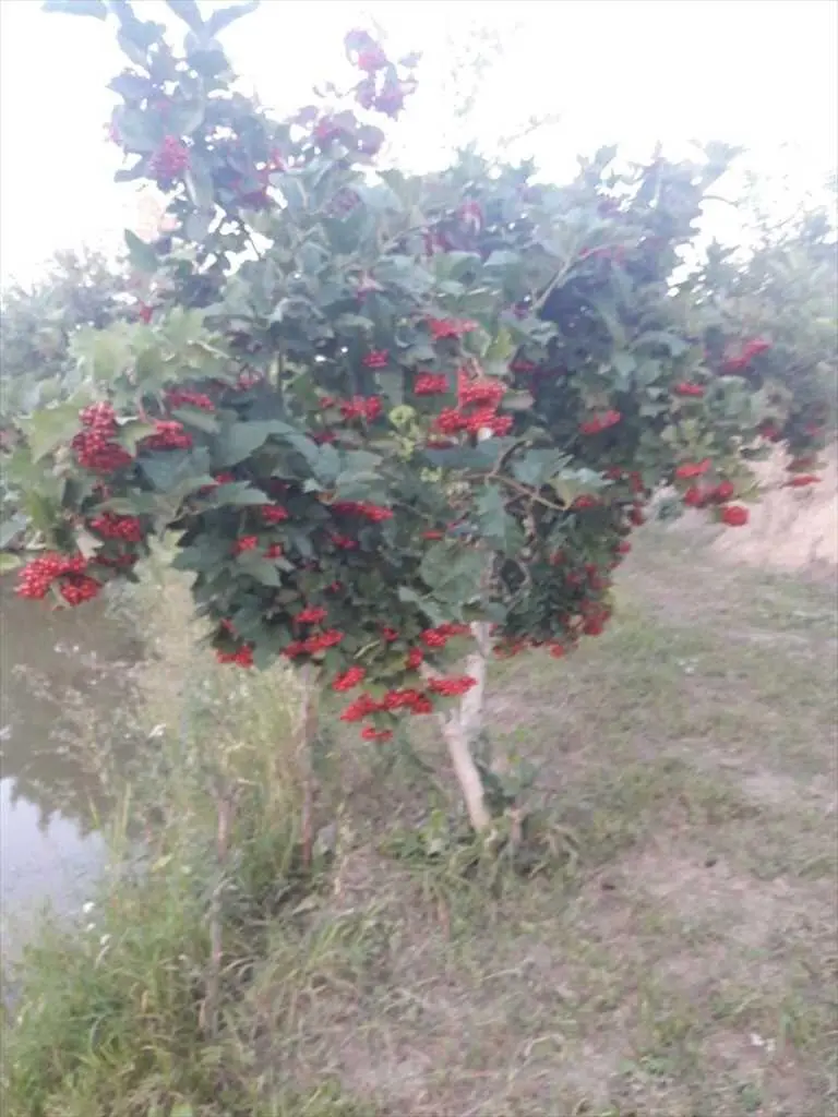 Будинок зі своїм озером в 10 км від Полтави!