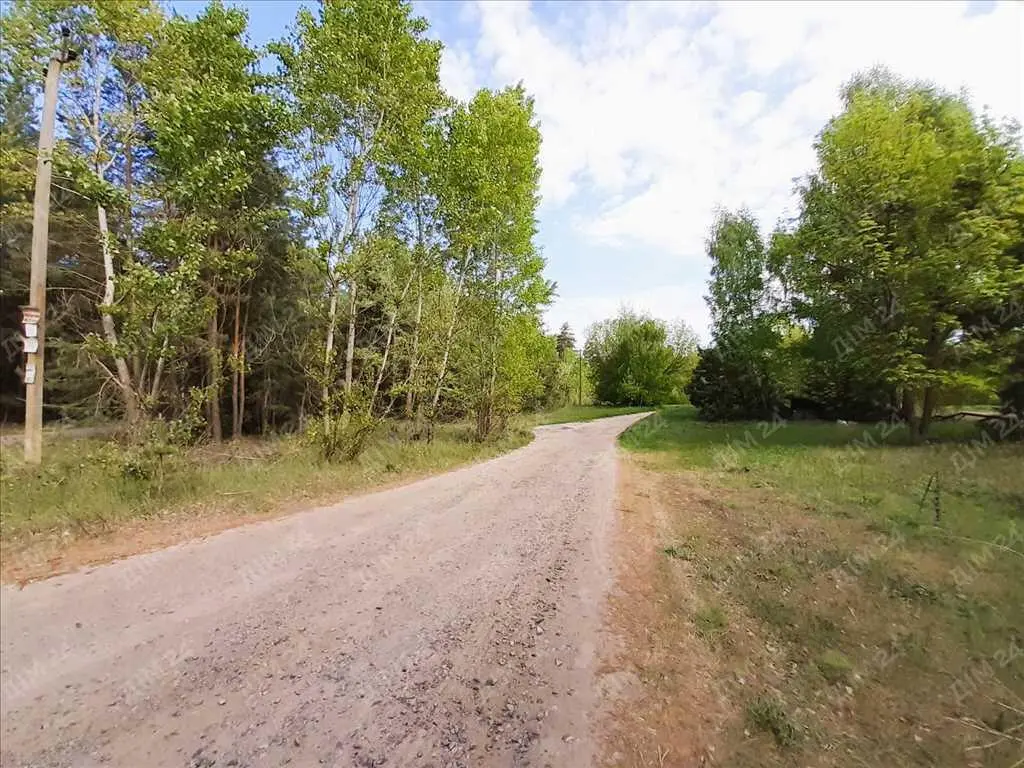 Сосновий ліс на ділянці. 