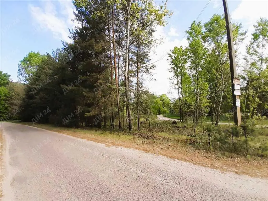 Сосновий ліс на ділянці. 