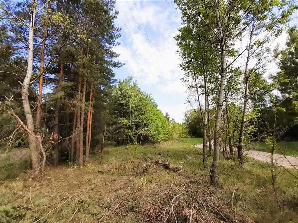 Сосновий ліс на ділянці. 