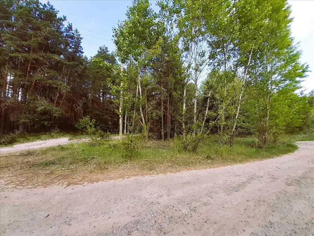 Сосновий ліс на ділянці. 