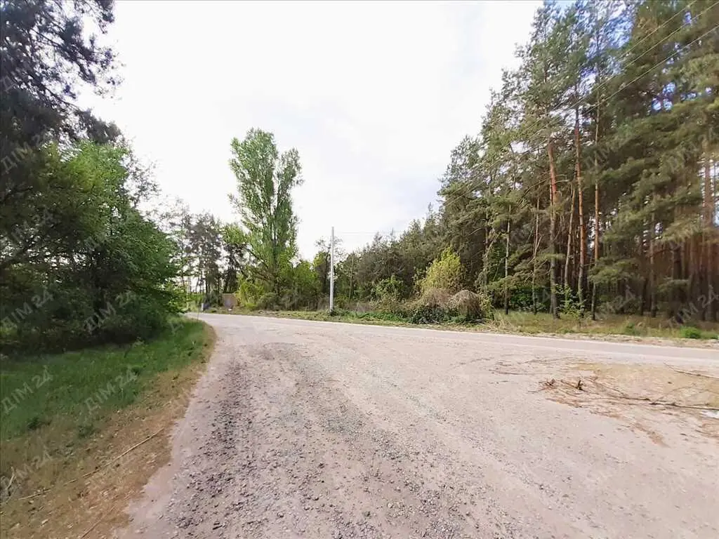 Сосновий ліс на ділянці. 